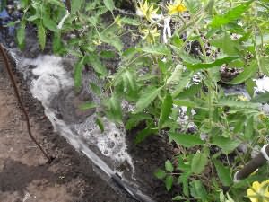 На фото - полив низкорослых помидоров, vkusniogorod.blogspot.com На фото - полив низкорослых помидоров, vkusniogorod.blogspot.com