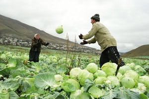 Сбор урожая капусты Время для сбора капусты