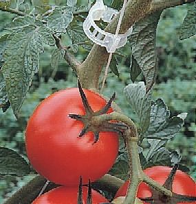 Пластиковая клипса Пластиковая клипса