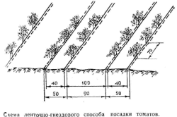 Схема ленточно-гнездового способа посадки томатов Схема ленточно-гнездового способа посадки томатов