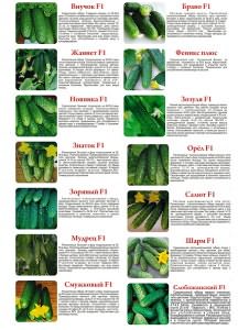 Фото сортов огурцов, supersadovod.ru Фото сортов огурцов, supersadovod.ru