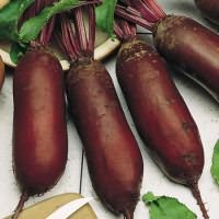 Какой сорт свеклы самый лучший