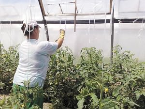 Выращивание помидоров в теплице: видео Как подвязывать помидоры