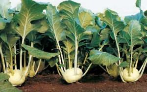 На фото - выращивание кольраби, agroazbuka.com