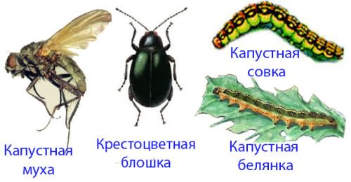 Виды вредителей капустного листа Виды вредителей капустного листа