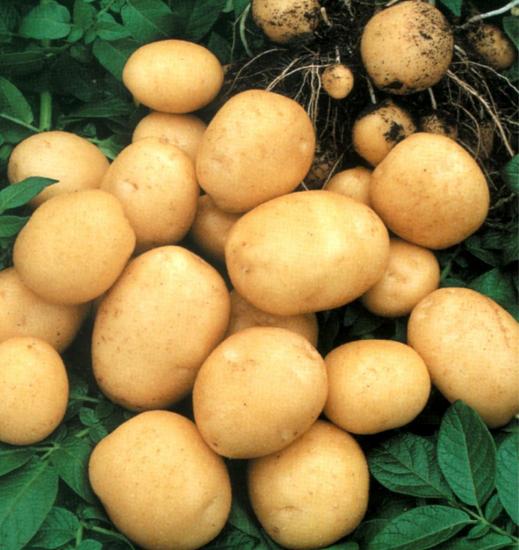 Клубни картофеля