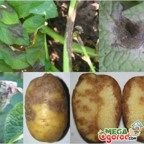 болезни картофеля в картинках