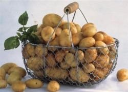 картофельная моль меры борьбы
