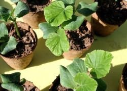 когда сажать на рассаду тыкву