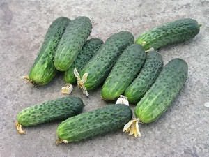 Корнишонные виды огурцов Корнишонные огурцы