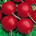 сорт редиса ранний красный сорт редиса ранний красный