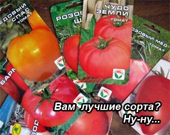 Лучшие сорта томатов Лучшие сорта томатов