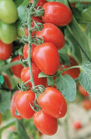 4979645_Malenkie_Pomidory_cherri_Ira (363x554, 35Kb)