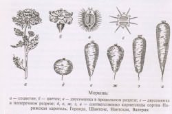 Морковь на разных стадиях развития, а также ее сорта 