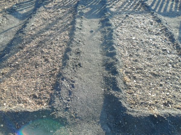 Засеянные и замульчированные грядки морковки Засеянные грядки морковки
