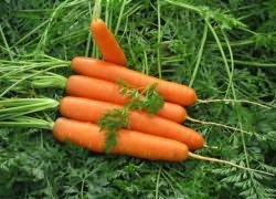 нантская морковь