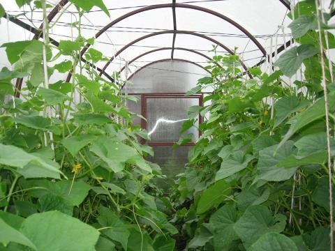 Парник для огурцов из поликарбоната Уход за огурцами