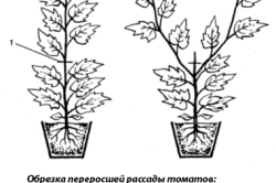 Схема обрезки рассады томатов Схема обрезки рассады томатов