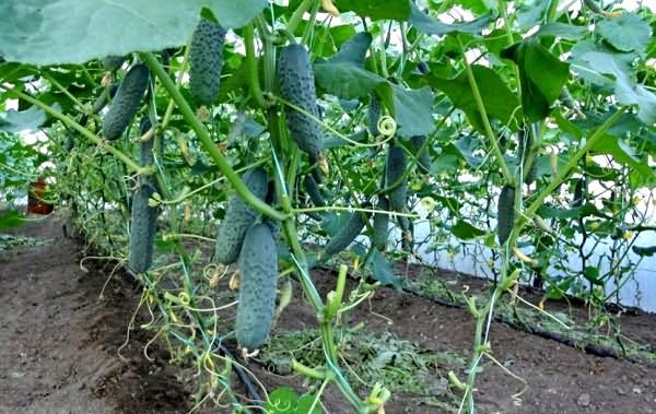 огурец тепличный зрелые плоды огурца тепличного