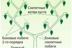 Схема формирования перца Схема формирования перца