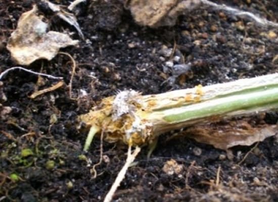 Корневая гниль огурца - заболевание, которое быстро губит урожай