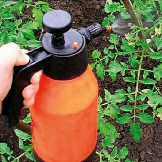 Не забывайте производить обработку и опрыскивание кустов помидор