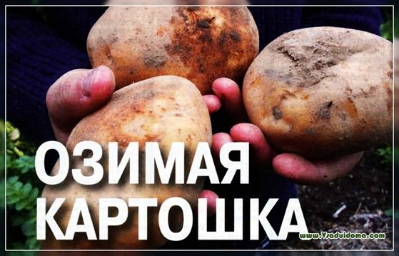 озимый картофель выращивание