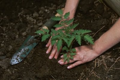 Пересадка рассады в грунт Пересадка рассады в грунт