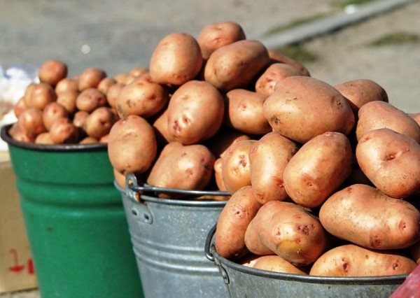 Как повысить урожай картофеля