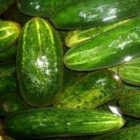 почему горчат огурцы