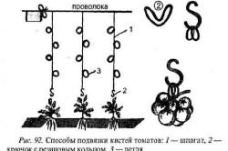 Способы подвязки кистей томатов Способы подвязки кистей томатов
