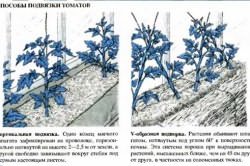 Способы подвязки томатов. Способы подвязки томатов.