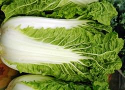 посадка пекинской капусты на рассаду