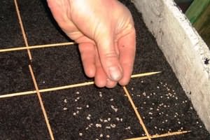 Посадка семян петрушки Посадка петрушки