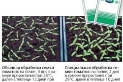 Посев семян томатов Посев семян томатов