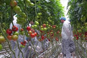 На фото - опыление томатов механическим способом, business-vector.info На фото - опыление томатов механическим способом, business-vector.info