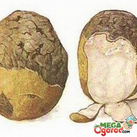 болезни картофеля в картинках