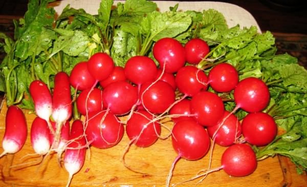 Выращивание редиски, полезные свойства, сорта