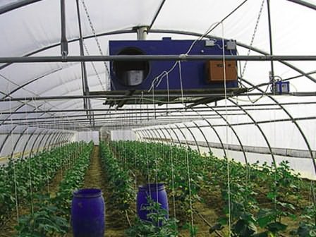 Режим и температура для выращивания помидор Режим и температура для выращивания помидор