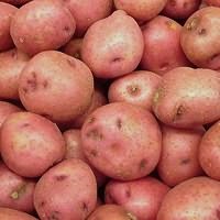 Сорт Радонежский