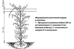Схема формирования огурца в теплице Схема формирования огурца в теплице