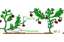 Схема формирования супердетерминантных томатов