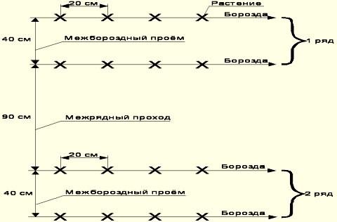 Схема посадки огурцов