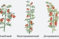 Схема пасынкования томатов в теплице: формирование куста Схема пасынкования томатов в теплице: формирование куста