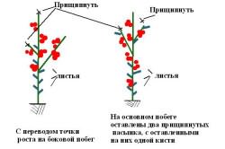 Схема пасынкования томатов Схема пасынкования томатов