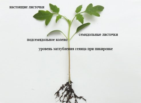 Устройство сеянца томата готового к пикировке.