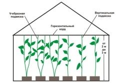 Схема подвязки перца Схема подвязки перца