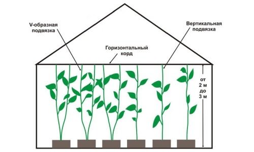 Схема подвязки перца Схема подвязки перца