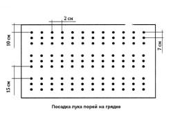 Схема посадки моркови 
