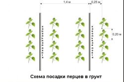 Схема посадки перцев в грунт Схема посадки перцев в грунт